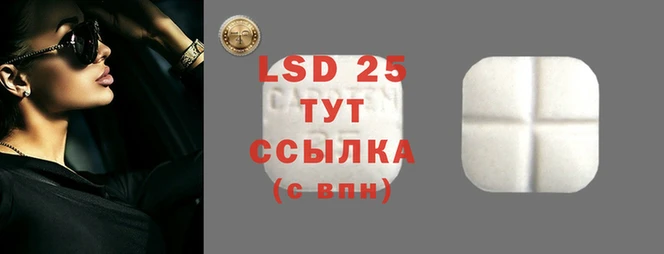 прущие грибы Бронницы
